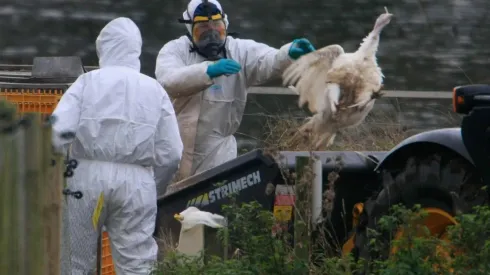 ¿Qué dijo la Ministra de Salud acerca del primer contagio por gripe aviar?