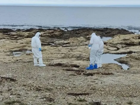 Síntomas y medidas de prevención de la gripe aviar