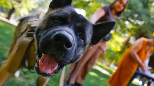 ¿Qué dice la nueva Ley de Copropiedad Inmobiliaria acerca de las mascotas?