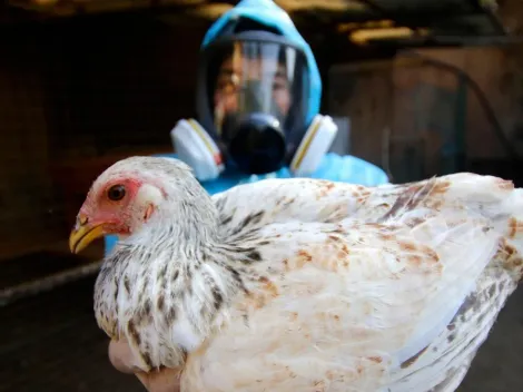 Caso de gripe aviar en Chile tiene preocupante mutación