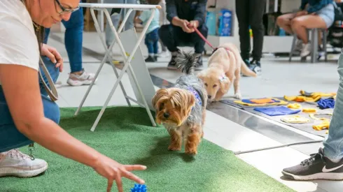 ¿Cuándo y dónde es la Expo Guau para mascotas y a qué hora empieza?