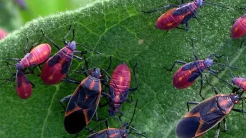 Plaga de chinches del arce