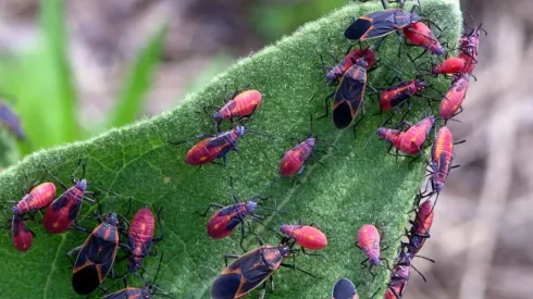 ¿Son peligrosos los chinches de arce y cómo se pueden combatir?