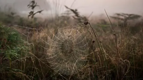 Arañas en el sur de Chile