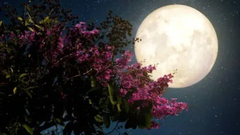 Luna de las flores 2023