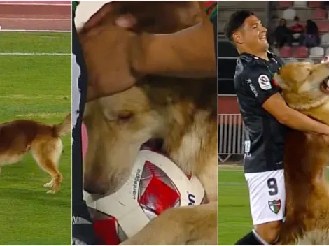 ¡Ojo Berizzo! Perrito se roba la película y el balón en Curicó