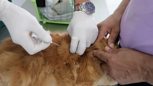 ¿Cuánto pueden ganar los veterinarios según dónde estudien?