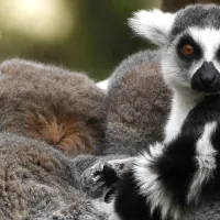 ¿Cuánto vale ir al Zoológico Metropolitano y dónde queda?