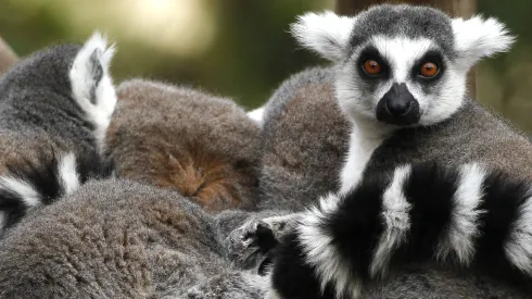 Zoológico Metropolitano