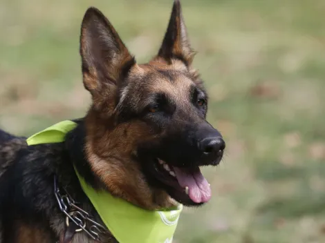 Día del Perro este 21 de julio: ¿Cuáles son las razas más fieles?