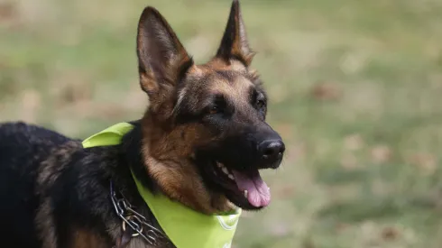 Día del Perro este 21 de julio: ¿Cuáles son las razas más fieles?