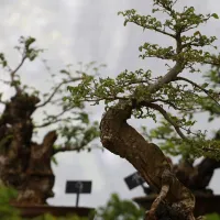 Más de 700 plantas están en peligro de extinción por el cambio climático