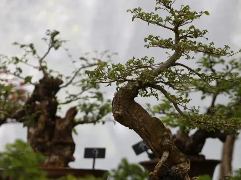 Más de 700 plantas están en peligro de extinción por el cambio climático