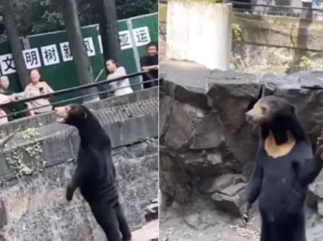 ¿Es real o no el oso que parece persona disfrazada en zoológico de China?