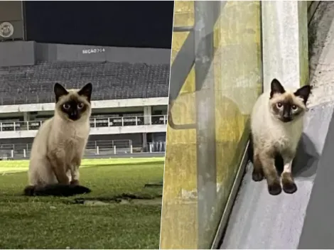 Santos en problemas por invasión de gatitos en su estadio