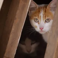 ¿Qué es el hongo de los gatos y cómo se trata?