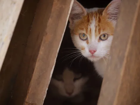 ¿Qué es el hongo de los gatos y cómo se trata?