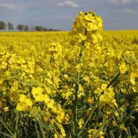 ¿Cuándo es el Día de las Flores Amarillas? Revisa cuándo se celebra