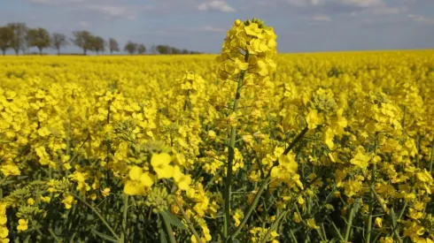 ¿Cuándo el Día de las Flores Amarillas?