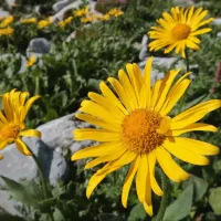 Conoce la razón del porqué se regalan flores amarillas