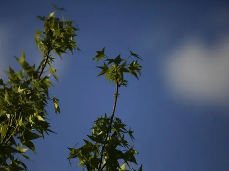 ¿Cuándo empieza el verano?