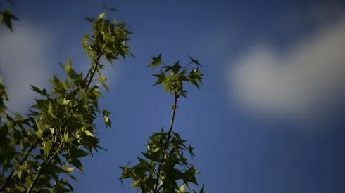 Primeros brotes de primavera se dejan ver en la RM (2022)