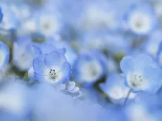 ¿Cuándo se regalan flores azules? Qué día y cuál es el motivo de esta actividad en Chile