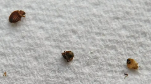 Imagen de referencia.