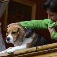 ¿Me pueden negar tener mascotas en un edificio?