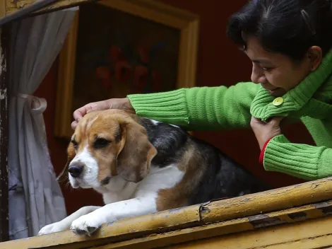 ¿Me pueden negar tener mascotas en un edificio?
