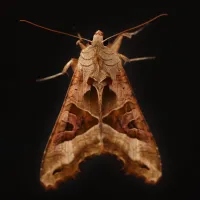 ¿Cómo sacar a las polillas? Así puedes evitar que entren a tu hogar