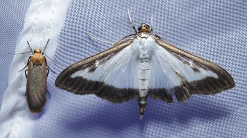 ¿Cómo sacar a las polillas de mi casa? Mira los desconocidos trucos.