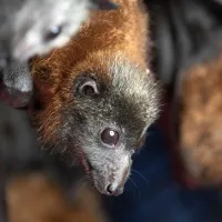 ISP confirma hallazgo de murciélago con rabia: Conoce los síntomas