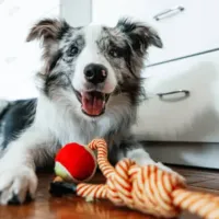 Incentiva la tenencia responsable de mascotas: Así es la nueva campaña del Gobierno