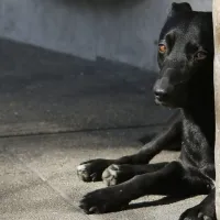 Consecuencias y por qué los perros o mascotas no deben exponerse a los fuegos artificales