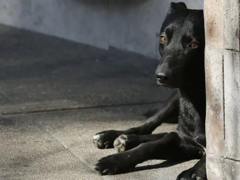 ¿Por qué los fuegos artificiales les hacen mal a las mascotas?