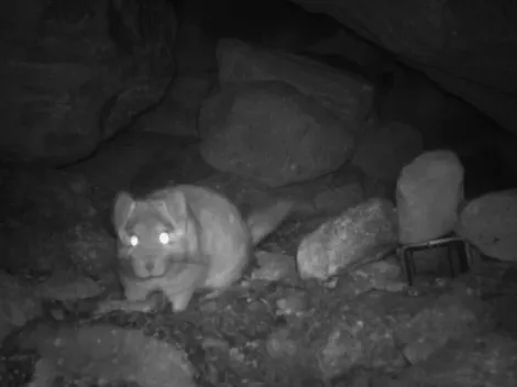 Encuentran a animal en Chile que se creía extinto hace 12 años