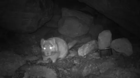 Encuentran a animal en Chile que se creía extinto hace 12 años.