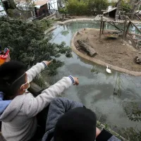 Panoramas de verano: ¿Cómo canjear entradas gratis para el Zoológico Metropolitano?