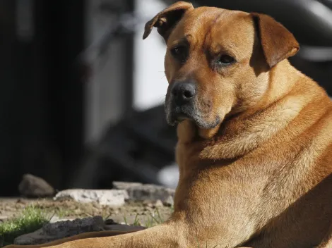 ¿Por qué los animales se asustan con los fuegos artificiales?