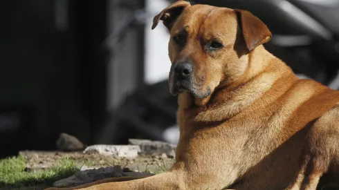 ¿Por qué los animales se asustan con los fuegos artificiales?
