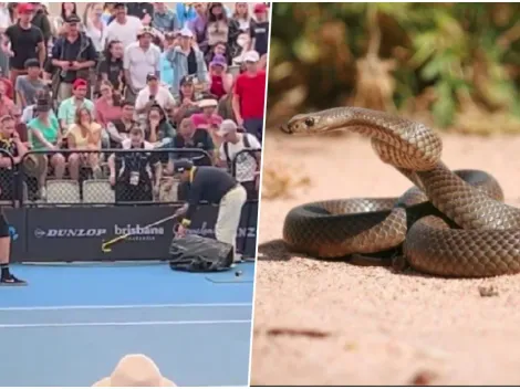 Pánico en Brisbane: serpiente venenosa aparece en plena cancha