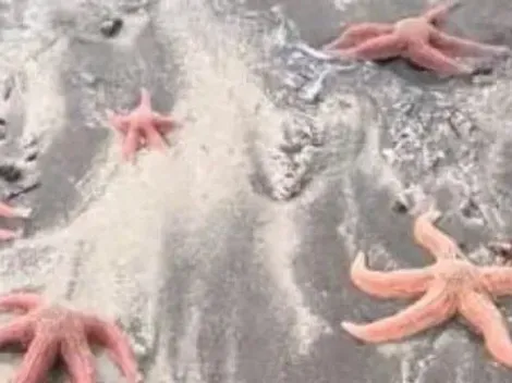 Video: Registran estrellas de mar varadas en playa chilena
