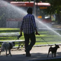 ¿Cómo refrescar a un perro? Así puedes cuidar a tus mascotas ante las olas de calor