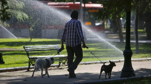Persona paseando a sus perros.