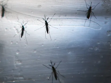 ¿Qué es el dengue y cómo se transmite?