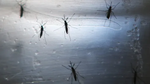 Mosquito Aedes aegypti que transmiten el dengue