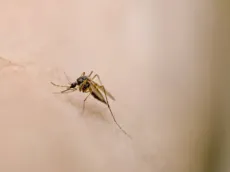 Estudio revela por qué mosquitos prefieren picar personas que tomaron alcohol