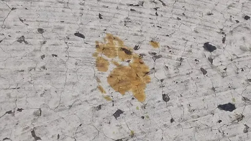 Registro de las huellas que dejó el gato antes de desaparecer.