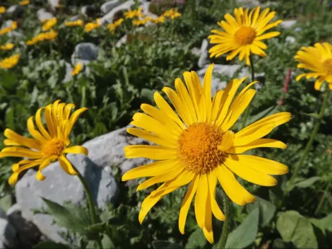¿Cuándo se dan flores amarillas en Chile o Latinoamérica?